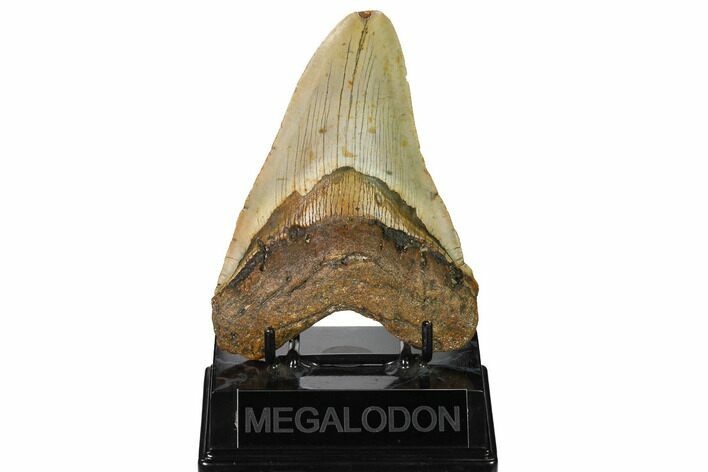 Fossil Megalodon Tooth - North Carolina #164817